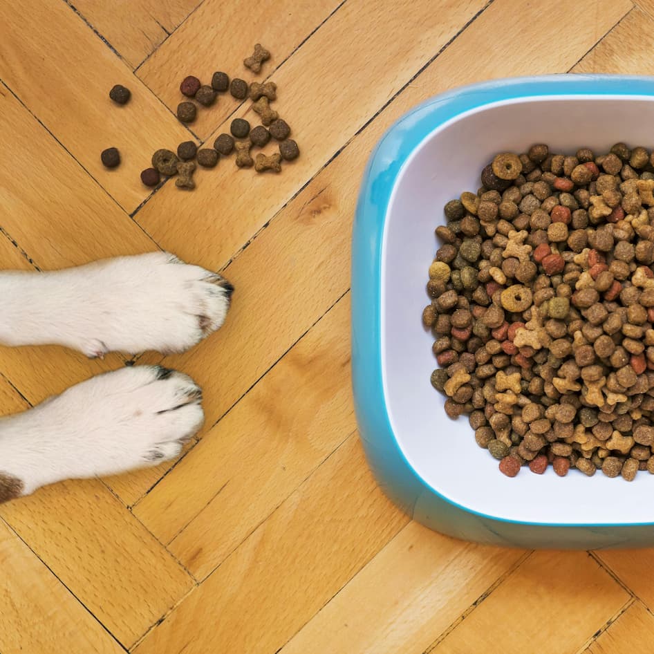 aliments chien