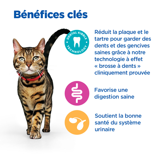 Vetessentials DENTAL chat adulte 6kg500